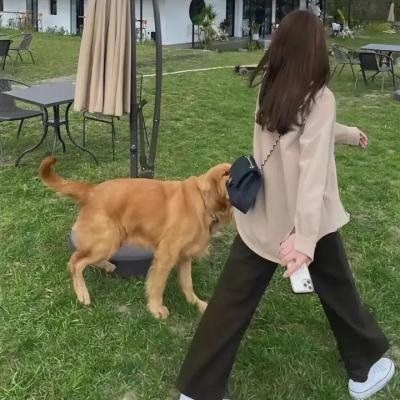 府上娶了个锦鲤新娘